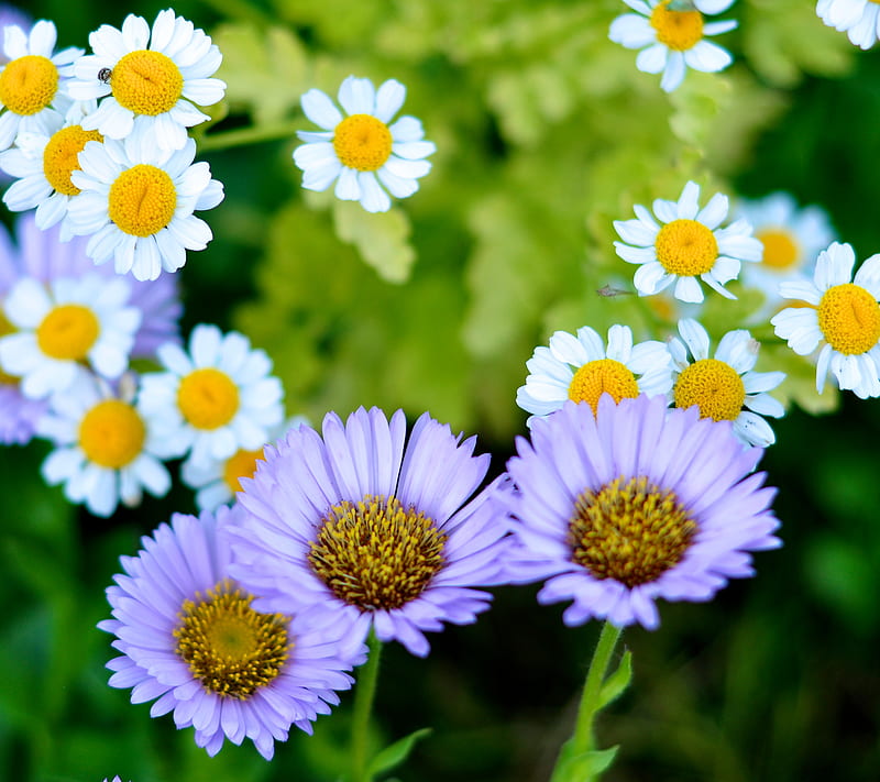 Tiny Flowers, bonito, flower, petals, purple, small, white, HD wallpaper