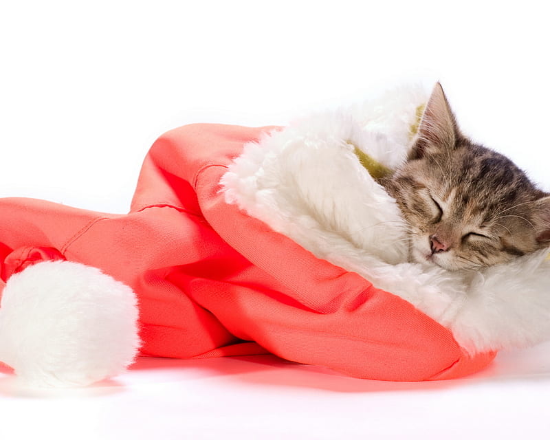 Waiting for Santa, santa, sleep, christmas, holiday, cat, kitten, HD wallpaper