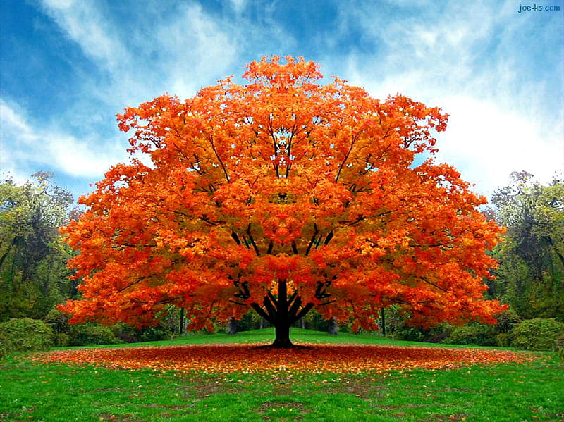 big autumn tree, autumn, tree, orange, colors, bonito, HD wallpaper