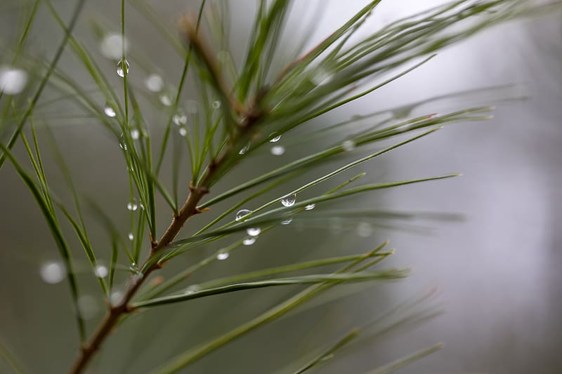 drops, rain, pine needles, branch, macro, blur, HD wallpaper