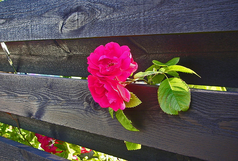 Roses Behind The Fence, Red, Roses, Fence, Nature, HD Wallpaper | Peakpx