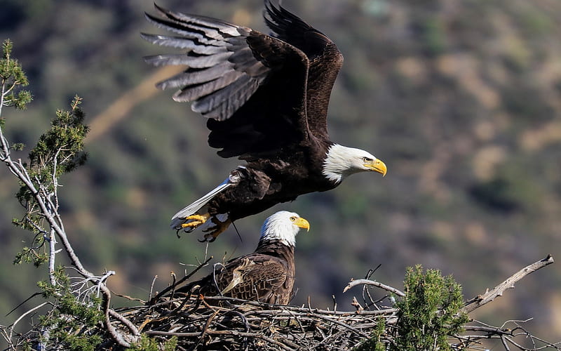 American Bald Eagles, birds, eagles, wings, nest, HD wallpaper