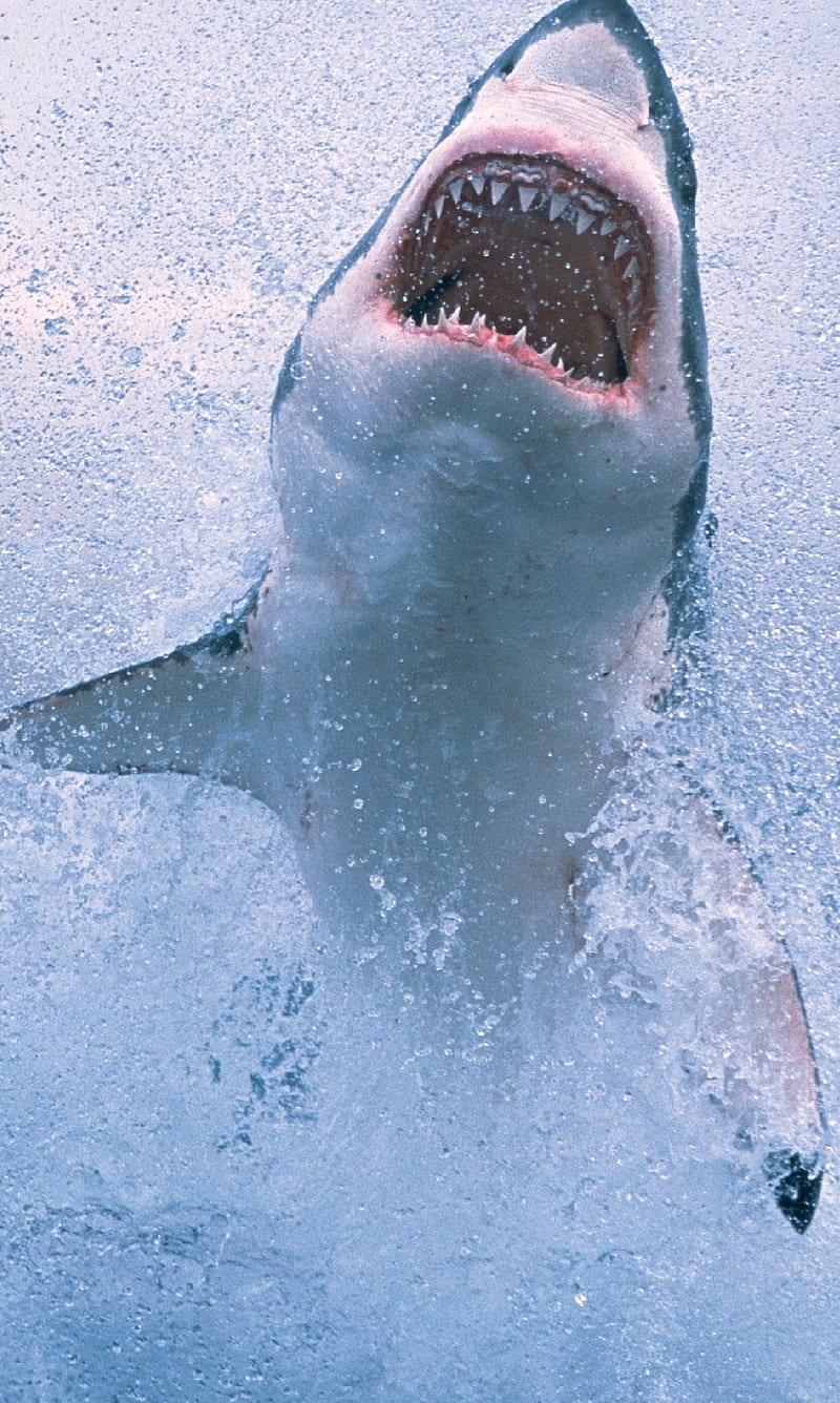 Great White Shark, animal, fish, great white, HD phone wallpaper