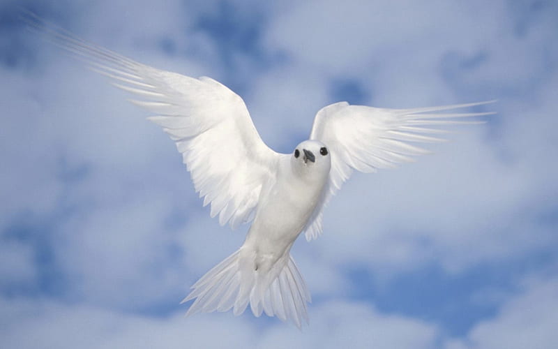 dove in sky, close-up, blue sky, peace bird, white bird, dove, HD wallpaper