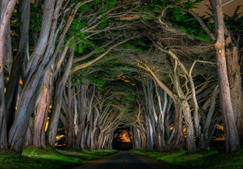 Tree Tunnel, avenue, grass, nocturnal, bonito, natural arch, road, trees, HD wallpaper