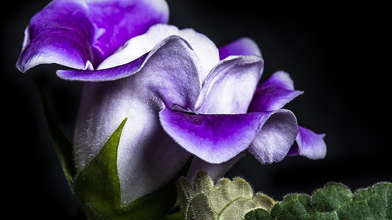 Gloxinia violeta, flores, gloxinia, naturaleza, pétalos, violeta, delicado,  Fondo de pantalla HD | Peakpx