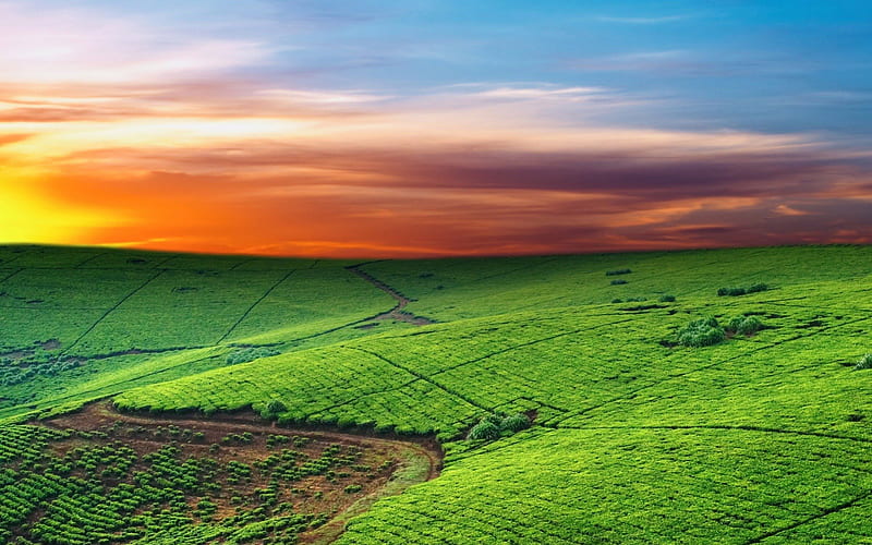tea plantation at sundown, sunset, fields, clouds, green, HD wallpaper