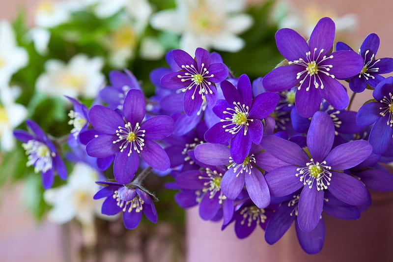 Flowers, flower, hepatica, purple, bouquet, HD wallpaper