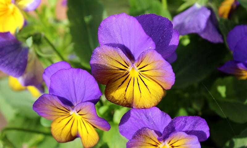 Pansies, purple, green, flower, yellow, pansy, pink, viola tricolor, HD wallpaper