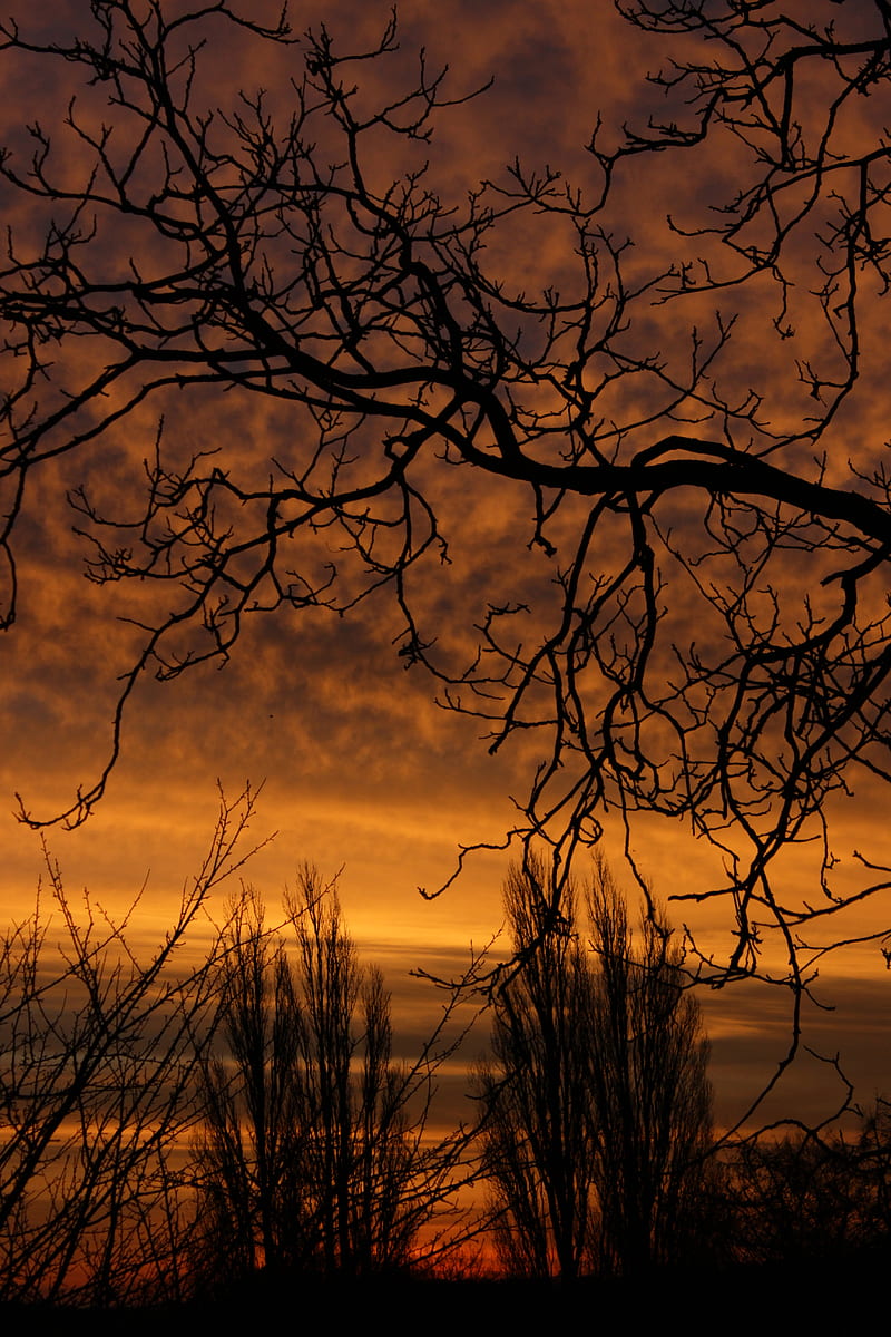 branch, sunset, silhouette, sky, HD phone wallpaper