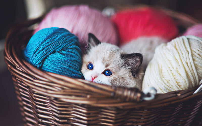 Ragdoll kitten, denectic cat, kitten with blue eyes, basket, kitten, cute animals, cats, pets, Ragdoll, Small Ragdoll, HD wallpaper