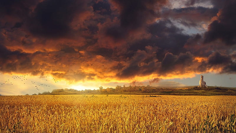 fantastic golden sunset over a golden field, fantasy, wheat, birds, sunset, clouds, field, HD wallpaper