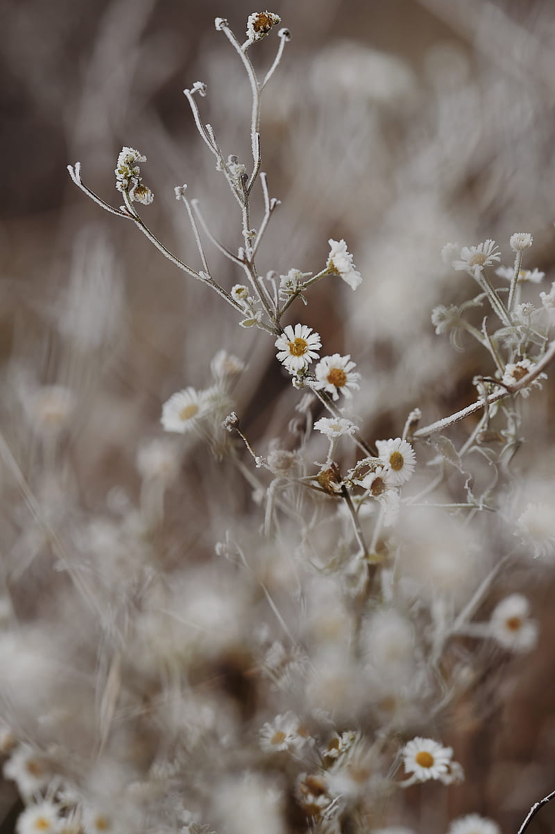 chamomile, flowers, frost, plant, macro, HD phone wallpaper