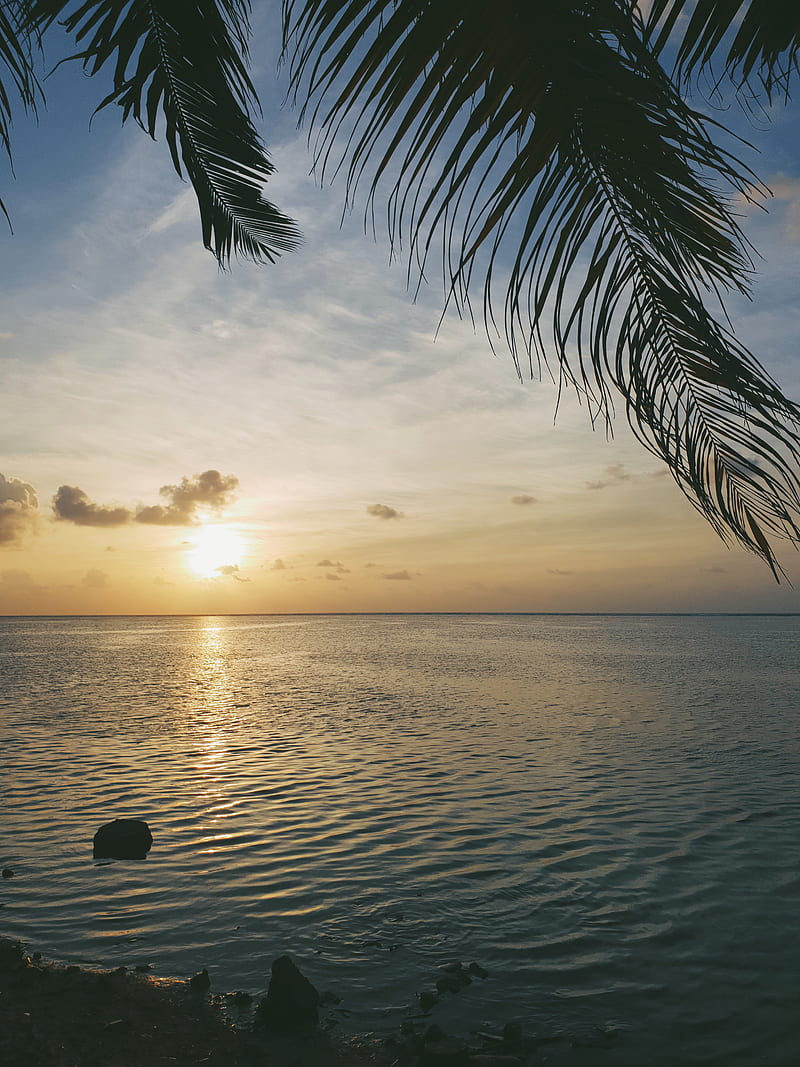 Calm Morning , Ahmed, Maldives, aesthetic, beach, palm tree, relaxing, scenery, sea, sun, sunny, HD phone wallpaper