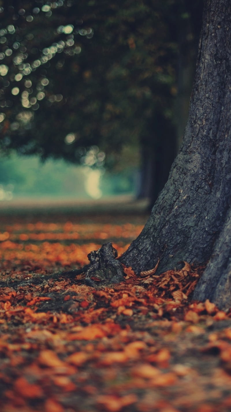 720P free download | Autumn, leaves, tree, HD phone wallpaper | Peakpx
