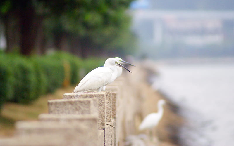 City park lake white egret, HD wallpaper