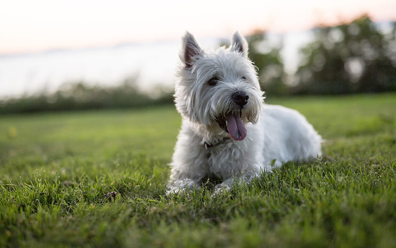 Westie, lawn, West Highland White Terrier Dog, dogs, white Westie, cute animals, pets, Westy Dog, West Highland White Terrier, HD wallpaper