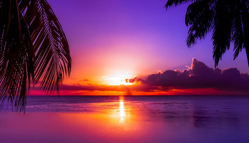 Sunset, Palm trees, Sea, Paradise, beach, Vacation, HD wallpaper