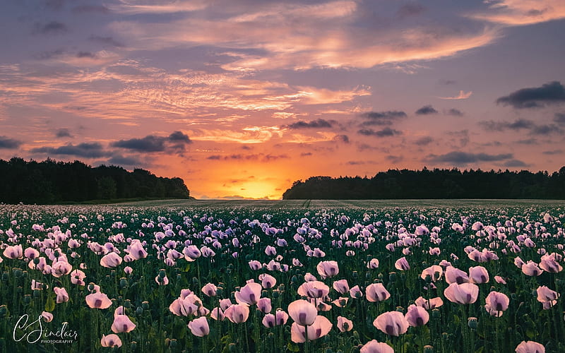 Poppy Field in England, poppies, England, flowers, Dorset, pink, field, HD wallpaper