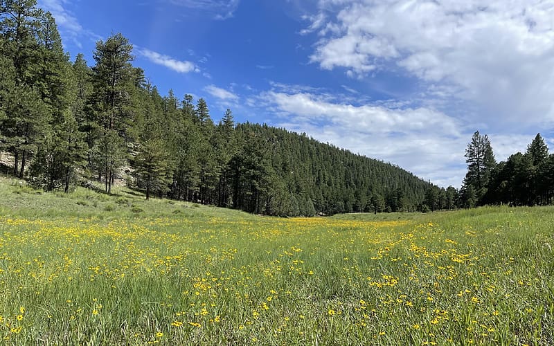 Lake Mary Valley, Arizona, forest, wildflowers, hills, clouds, trees, sky, usa, HD wallpaper