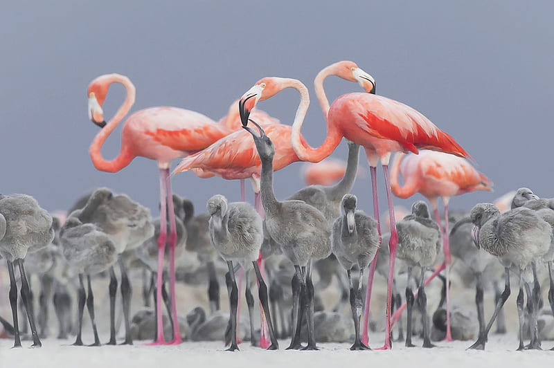 Mother's love, Feeding, Pink flamingo, Baby flamingo, Mexico, HD wallpaper