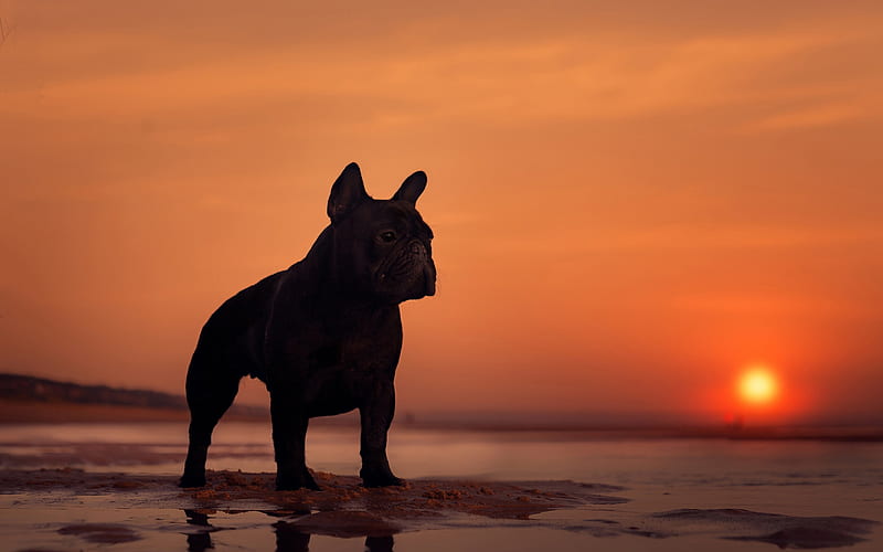 French bulldog, black dog, cute pets, the sea, sunset, evening, dog breeds, HD wallpaper