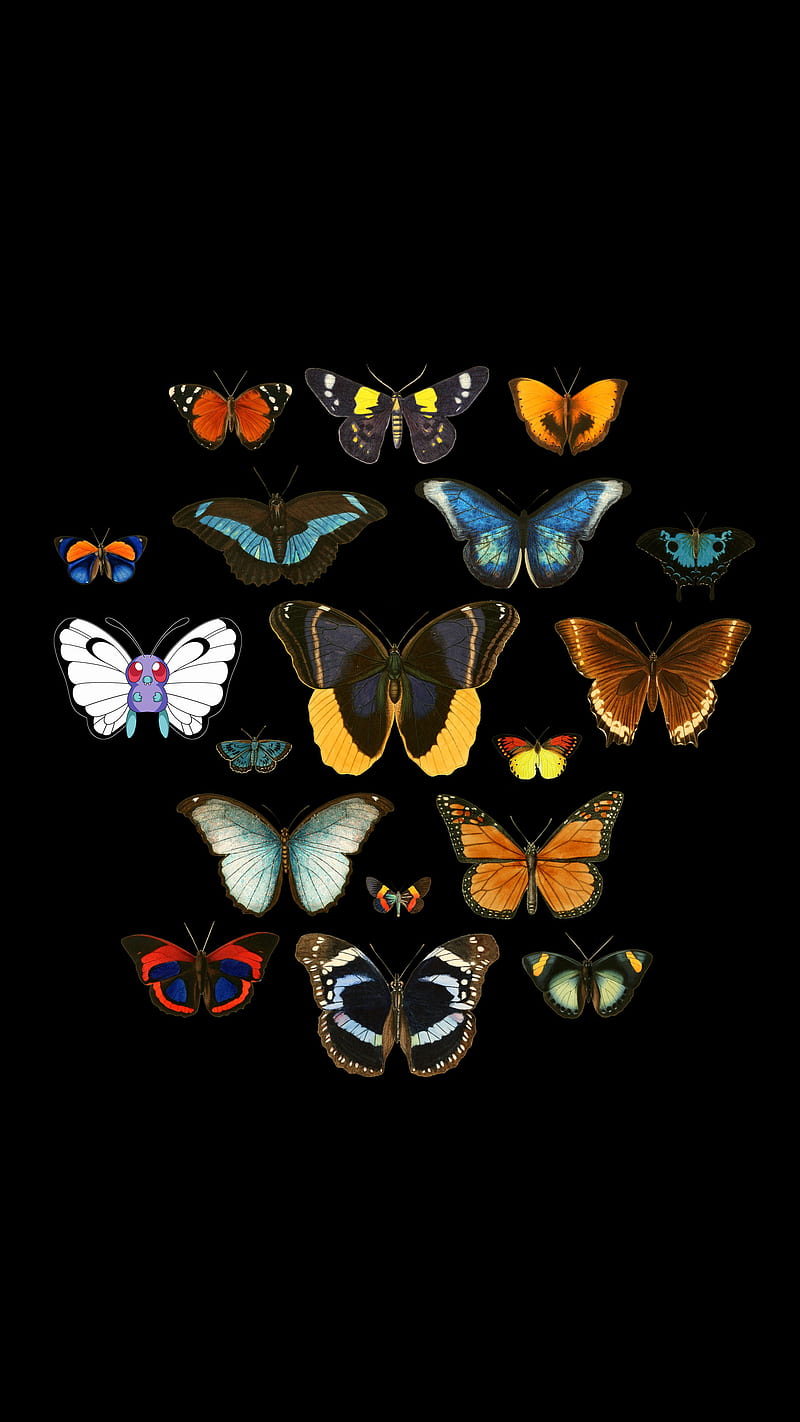 Entomology, Tobe, butterflies, butterfly, insects, minimal, nature, pokemon, HD phone wallpaper