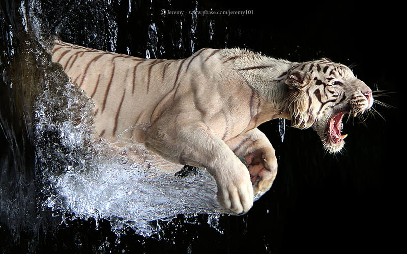 You Can Feel The Power!, white tiger, ferocious, fearsome, leaping, power, HD wallpaper