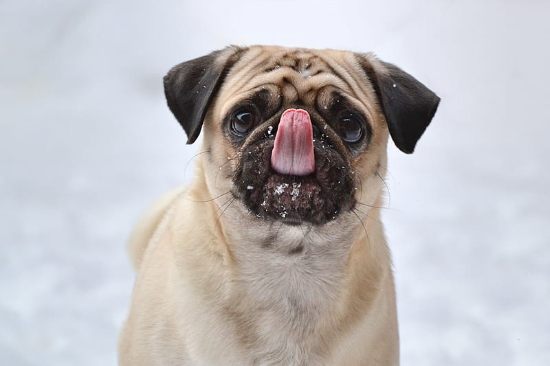 pug, funny, protruding tongue, dog, HD wallpaper