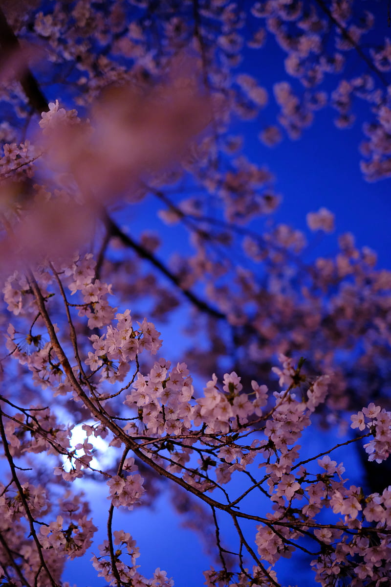 sakura, flowers, branch, flowering, HD phone wallpaper