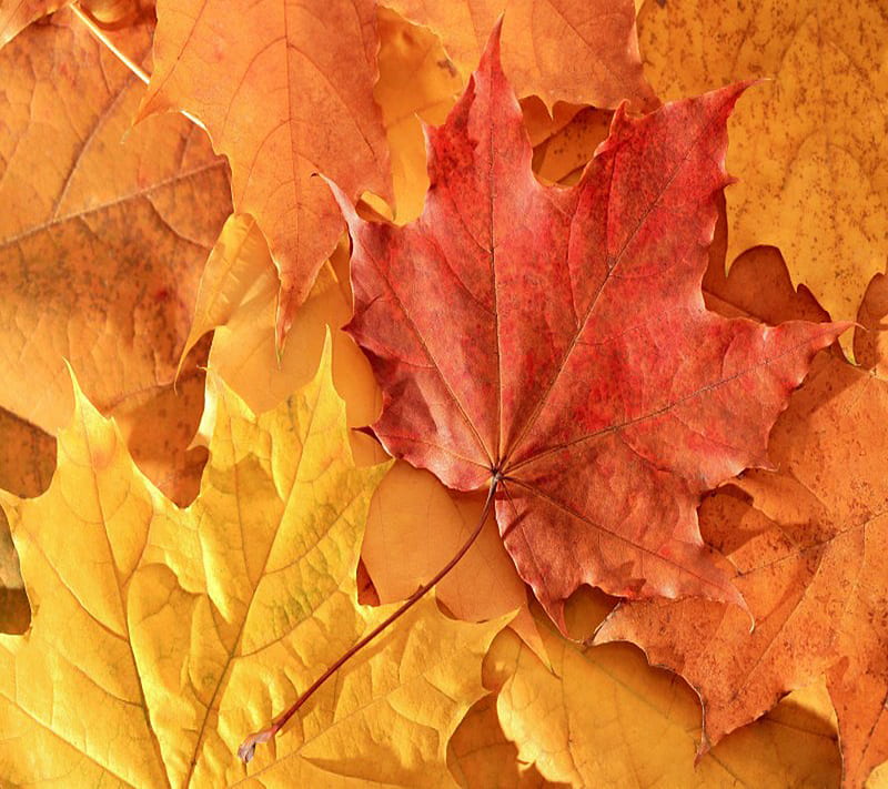 Autumn Leaves, HD wallpaper