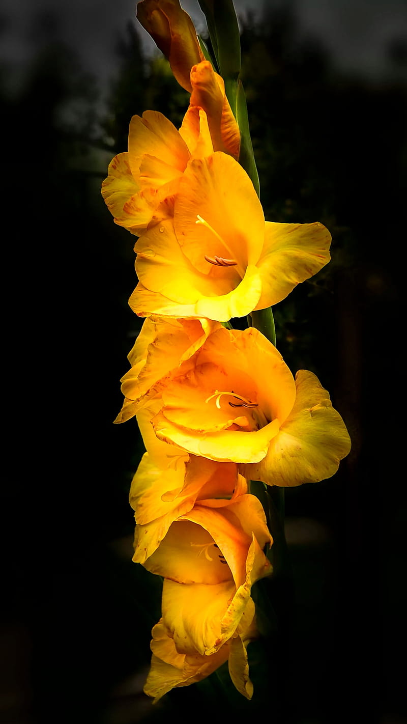 Yellow flowers, dark, hanged, light, nature, HD phone wallpaper