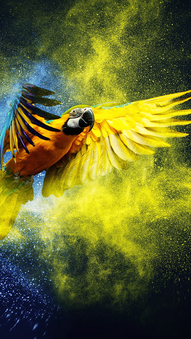 Parrot Bird Colors Fly Macaw Hd Mobile Wallpaper Peakpx