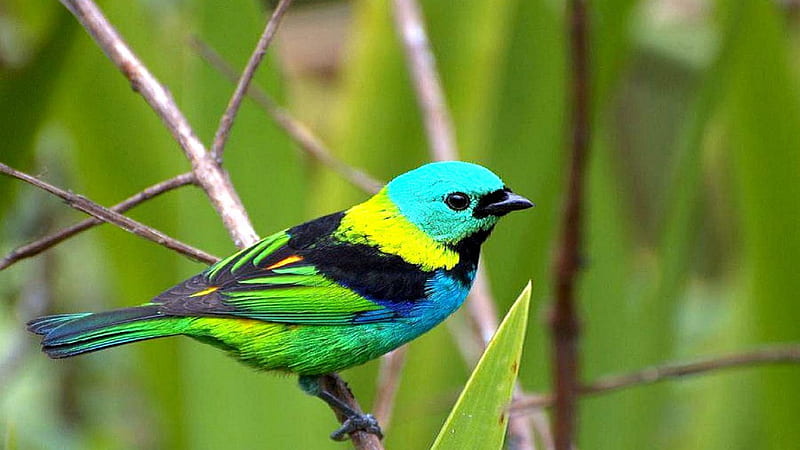 Green Blue Black Bird Is Perching On Tree Stalk In Blur Green Background Birds, HD wallpaper
