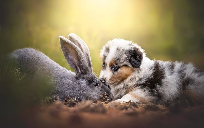 Aussie, rabbit, Australian Shepherd, friendship, dogs, Australian Shepherd Dog, pets, friends, Aussie Dog, HD wallpaper