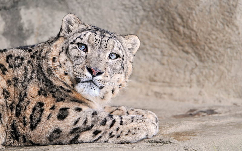 snow leopard with blue eyes-Animal, HD wallpaper