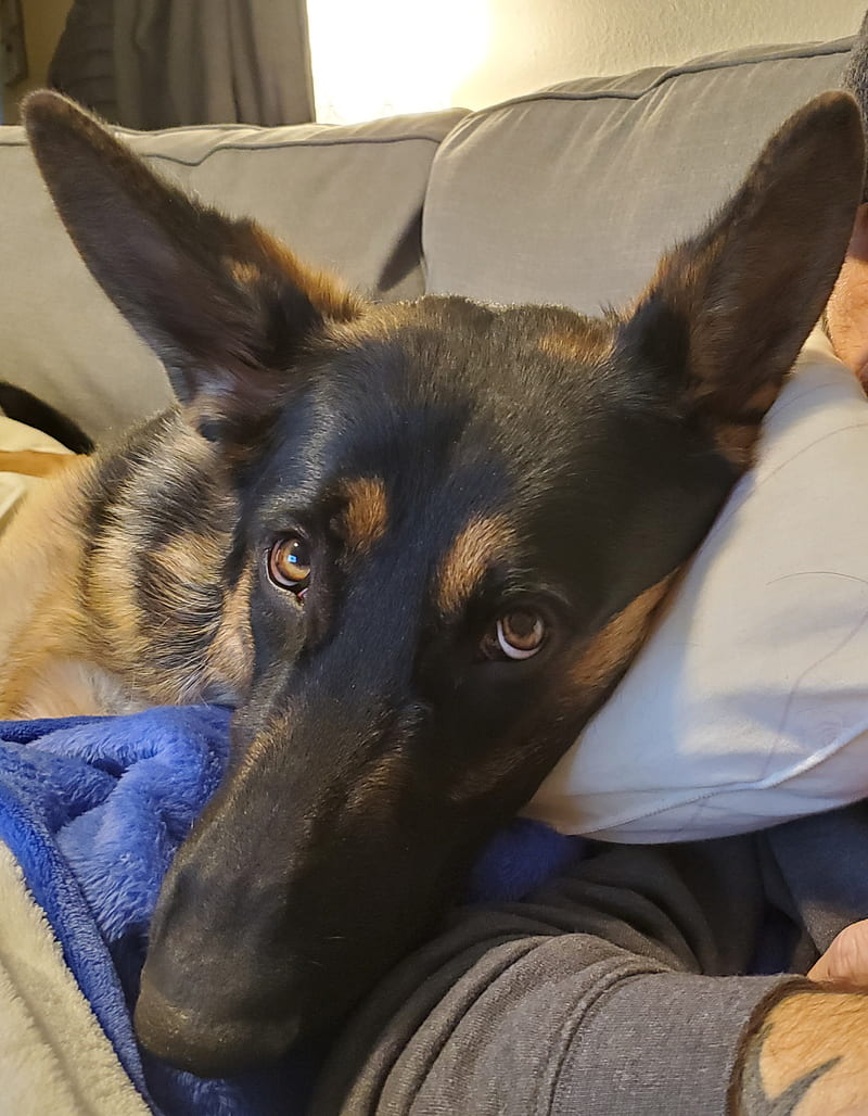 My Pillow, German Shepherd, Gsd, Hd Phone Wallpaper 