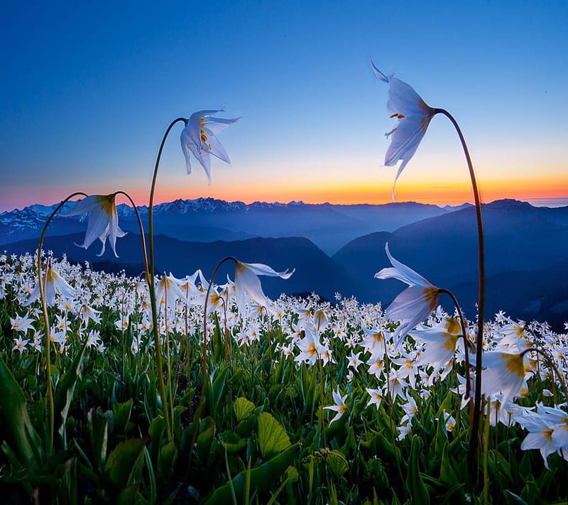 mountian flowers, field, green, hill, mountains, pretty, sky, sunset, white, HD wallpaper