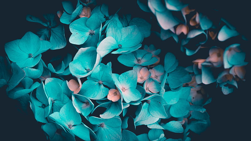 Bunch Of Teal Flowers In Black Background Teal, HD wallpaper
