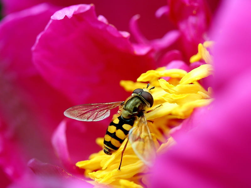 Hover Fly, bug, stripe, flower, insect, pollen, HD wallpaper