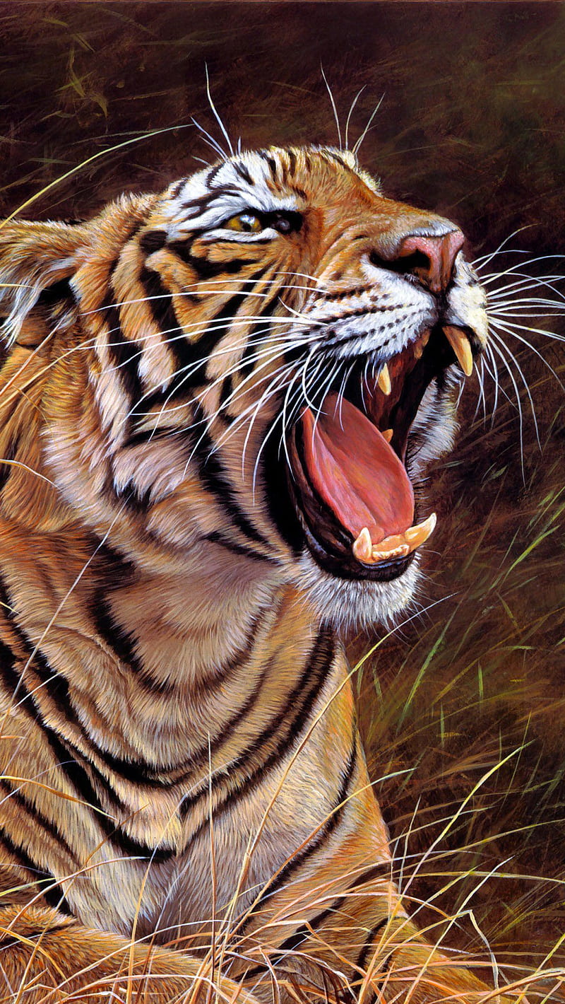 Tiger, angry, face, HD phone wallpaper