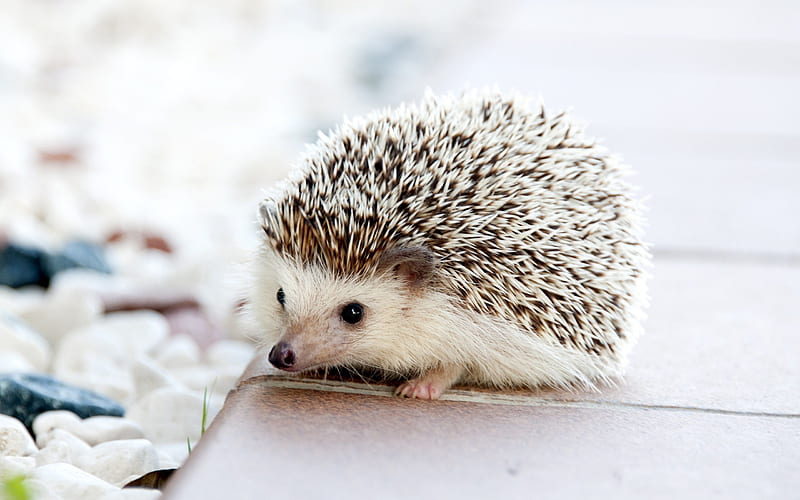 hedgehog, cute animal, small hedgehog, HD wallpaper
