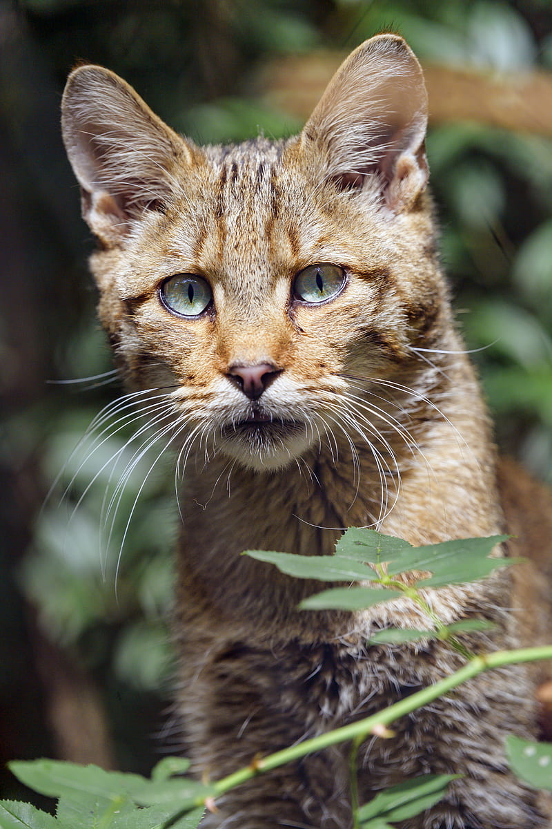 wild cat, cat, glance, grass, muzzle, HD phone wallpaper