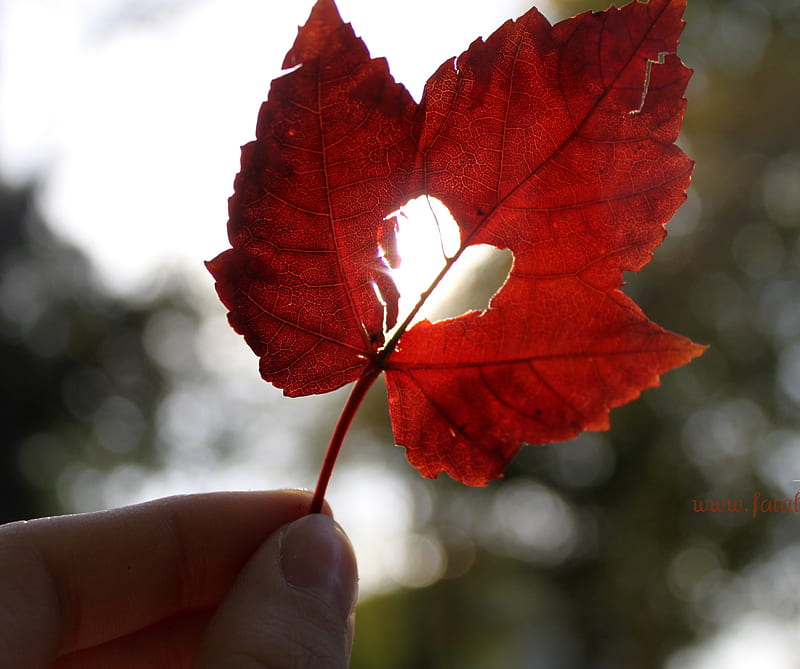 Autumn Love, hand, heart, leaf, HD wallpaper