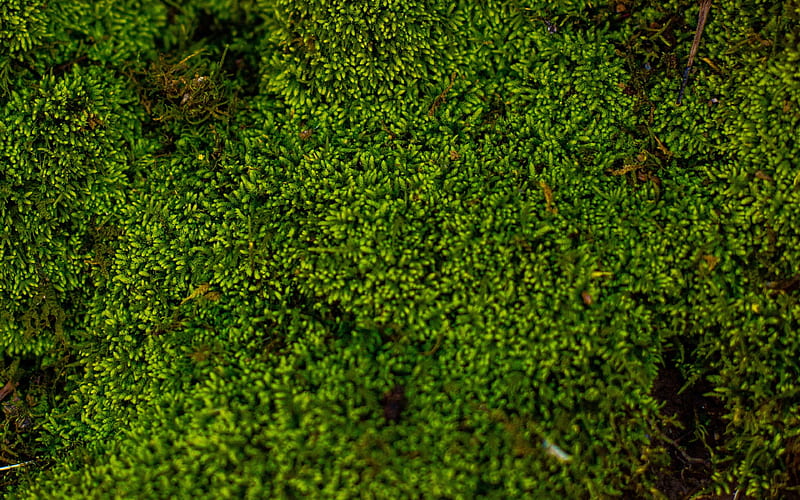 green moss texture, green grass texture, moss texture, green natural texture, moss background, HD wallpaper