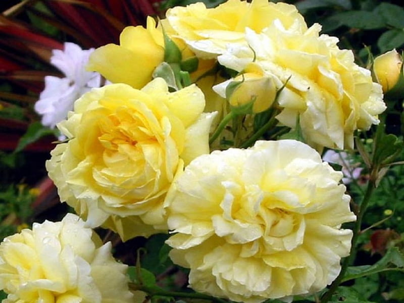 Rosas amarillas, flores, amarillas, naturaleza, pasteles, suaves, rosas,  blancas, Fondo de pantalla HD | Peakpx