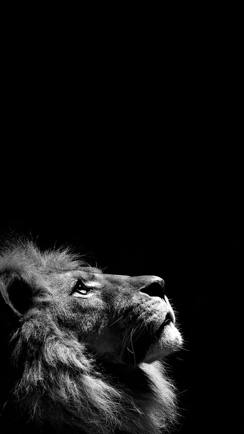 Dark Lion, animal, jungle, king, lioness, lions, manpie, roar, wild, HD phone wallpaper