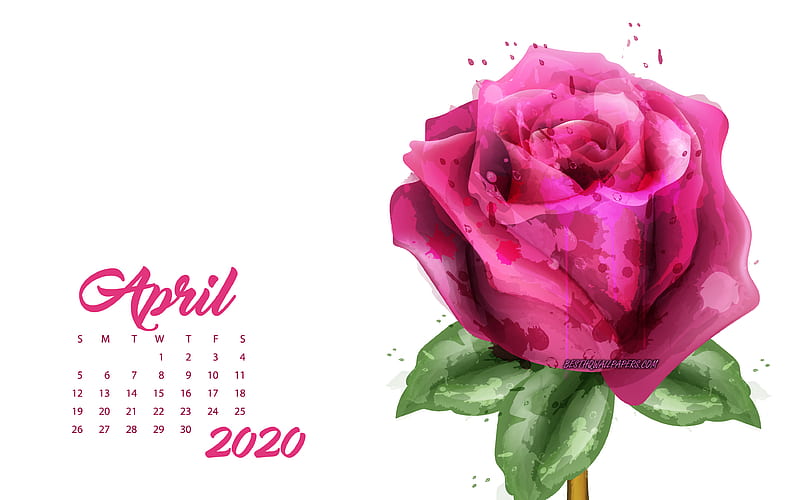 2020 April Calendar, pink grunge rose, 2020 spring calendars, 2020 concepts, roses, April 2020 Calendar, HD wallpaper