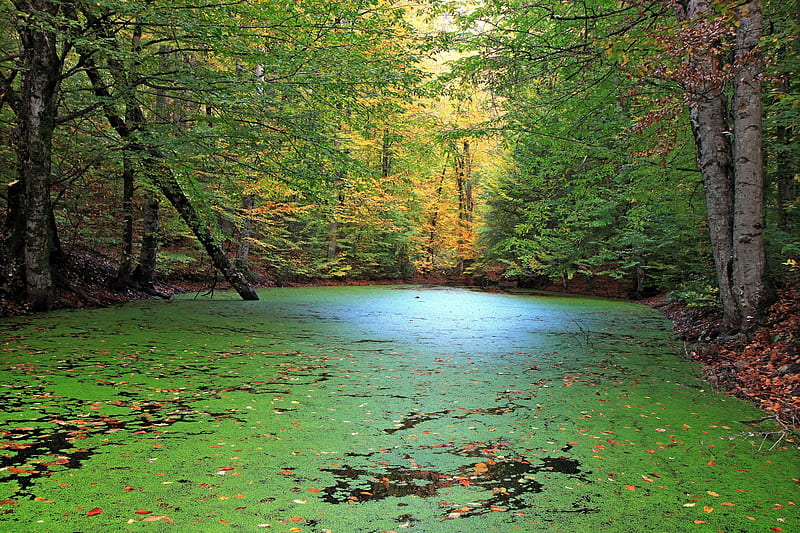 Forest Pond Nature Hd Wallpaper Peakpx
