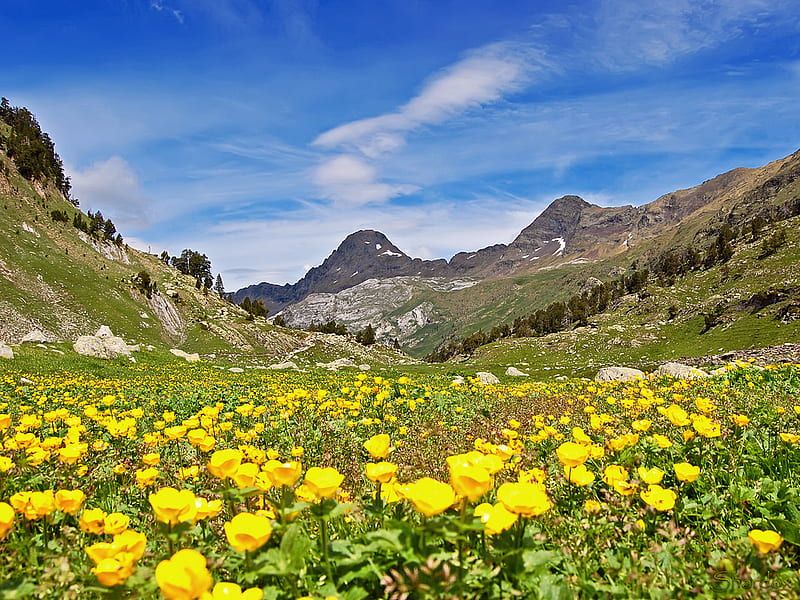Mountains Spring, mountains, flowers, yellow, spring, meadow, HD wallpaper